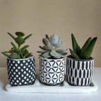 Echeveria & Sedum 3'lü Sukulent Seti | Desenli Seri
