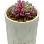 Echeveria Vetter / Sukulent