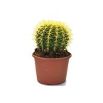 Echinocactus Grusonii Altın Fıçı Radyasyon Emici Kaktüs 12.cm Büyük Saksıda
