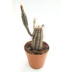 Echinocereus Mirabilis Kaktüs 5.5 cm Saksıda
