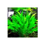 Echinodorus Bleheri Saksı Canlı Bitki
