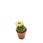 Echinofossulocactus Lloydii - 5.5 Cm Saksıda Kaktüs