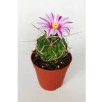 Echinofossulocactus Multicostatus Kaktüs Pembe Çiçekli Özel Tür Nadir Kaktüs 5.5 cm Saksida
