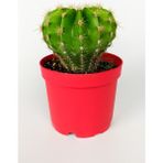 Echinopsis Anastasia Kaktüs Muhteşem Leylak-Pembe Çiçekler Verir Büyük Boy 8.5 cm Kırmızı Saksıda