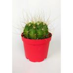 Echinopsis Aurea Özel Tür Kaktüs Büyük Boy Uzun Sarı Dikenli 8.5 Cm Kırmızı Saksıda