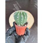 Echinopsis Subdenudata (5.5cm Saksıda Kaktüs) Beyaz Çiçek Açan Kaktüs