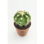 Echinopsis Subdenudata Beyaz Çiçekli Kaktüs 5.5 cm Saksıda