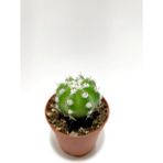 Echinopsis Subdenudata Kaktüs