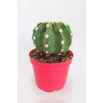 Echinopsis Subdenudata Özel Tür Kaktüs 8.5 cm Kırmızı Saksıda Tekli
