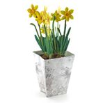 Edition Colibri Pop up "kart Jonquils Geliehene/Kağıt" Lilien: 3-katlı D-Card güzel bir Jonquils A Flower pot-sadece masa üzerine koymak için, güzel bir yay, tebrik kartı