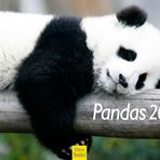 Edition Seidel Premium Takvim Pandas 2026 Format DIN A3 Duvar Takvimi Hayvan Takvimi Panda Ayıları Memeli Bambu Orman