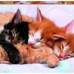 Educa 17087 Kittens 500 Parça Puzzle