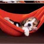Educa 500 Parça Hamaktaki Köpek Yavrusu Puzzle