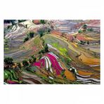 Educa Rice Paddies,China-EDU15156 Puzzle