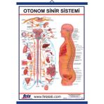 Edulab Otonom Sinirlerin İç Organlar Üzerine Etkilerini Gösteren Eğitim Plakası
