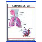 Edulab SOLUNUM SİSTEMİ (KAPLI, 70X100)