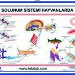 Edulab Solunum Sistemi Levhası Hayvanlarda