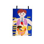 Edutoys Cırtcırtlı İngilizce Vücudumuz Pano