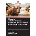 Efficacité antimicrobienne des feuilles de goyave contre la mammite subclinique