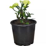 Efhorbia Dikenler Tacı Çiçeği Fidanı Sarı 10-20 Cm