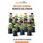 EGE GARDEN 10 Adet Karışık Renk Gül Fidanı Tüplü Köklü Bahçe ve Saksı Yetiştiriciliğine Uygundur