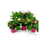 EGE GARDEN 3 adet Dikenler tacı milii euphorbia küçük saksıda canlı
