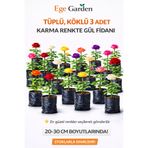 EGE GARDEN 3 Adet Karışık Renk Gül Fidanı Tüplü Köklü Bahçe ve Saksı Yetiştiriciliğine Uygun