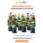 EGE GARDEN 5 Adet Karışık Renk Gül Fidanı Tüplü Köklü Bahçe ve Saksı Yetiştiriciliğine Uygun