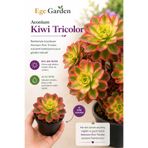 EGE GARDEN Aeonium Kiwi Tricolor Sukulent – Renk Değiştiren Canlı Bitki – 5.5 cm Saksıda