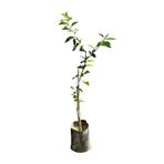 EGE GARDEN Aşılı Lime (Laym) Limon Fidanı – 2 Yaş – Tüplü – Canlı ve Sağlıklı