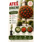 EGE GARDEN Ateş Dikeni (Pyracantha Coccinea) Fidanı – Kırmızı Meyveli Peyzaj ve Çit Bitkisi – Tüplü Köklü