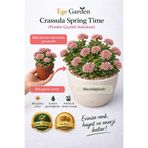 EGE GARDEN Crassula Spring Time Sukulent Canlı Bitki Saksılı