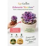 EGE GARDEN Echeveria Rainbow Canlı Sukulent Nadir Koleksiyon Bitkisi