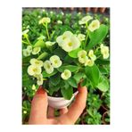 EGE GARDEN Euphorbia Milii Beyaz Çicekli Dikenler Tacı Sürekli Cicek Acan Tür