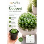EGE GARDEN Haworthia Cooperi Sukulent – Şeffaf Yapraklı Canlı Mini Bitki – 5.5 cm Üretim Saksısında