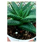 EGE GARDEN Haworthia limifolia 8.5 cm canlı saksıda ev ofis iç mekan bitkisi.