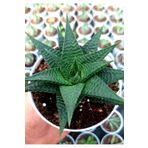 EGE GARDEN Haworthia limifolia 8.5 cm saksıda canlı ev ofis bitkileri