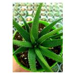EGE GARDEN Haworthia yılan derisi 8.5 cm saksıda canlı bitki
