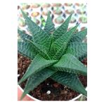 EGE GARDEN Hawortia limifolia 8.5 cm saksıda canlı ev ofis iç mekan bitkisi