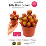 EGE GARDEN Jelly Bean Sedum Sedum Rubrotinctum Premium Sukulent
