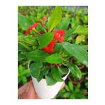 EGE GARDEN Kırmızı renk dikenler tacı euphorbia milii 5.5 cm mini saksıda canlı bitki