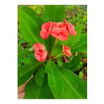 EGE GARDEN Kucuk pembe somon renk dikenler tacı euphorbia 5.5 cm saksıda