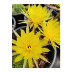 EGE GARDEN Lobivia arachnacantha sari cicek açan kaktüs özel tür 5.5