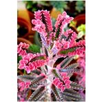 EGE GARDEN Pembe Aşkın Gözyaşı Çıcegi 5.5 Cm Saksıda 5-15cm Degişen Boyutta