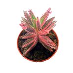 EGE GARDEN Pembe aşkın gözyaşı cicegi Pink butterfly 5.5cm saksıda canlı bitki ev ofis sukulent