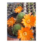 EGE GARDEN Rebutia Sarı Çiçek Açan Bol Yavrulu Kaktüs 5,5 Cm Saksıda