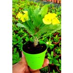 EGE GARDEN Sarı çiçekli dikenler tacı euphorbia milii 5.5 cm mini saksıda canlı bitki