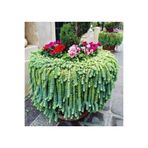 EGE GARDEN Sedum Morganianum, Orta Boy, Bordo Çiçek Açan Sarkan Sukulent