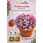 EGE GARDEN Tradescantia Nanouk telgraf çiçeği Canlı Bitki – Renkli Yapraklı Salon Çiçeği