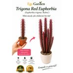 EGE GARDEN Trigona Red Euphorbia Canlı Sukulent – Kırmızı Yapraklı Dekoratif Kaktüs